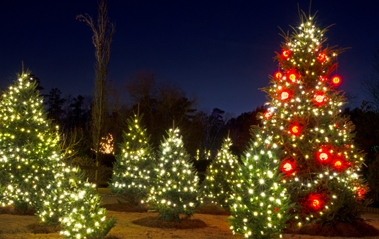 Christmas Tree Buying Guide: How to Choose the Perfect Tree for Your Home